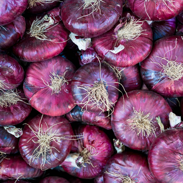 istock purple onion. Red onions 898776822