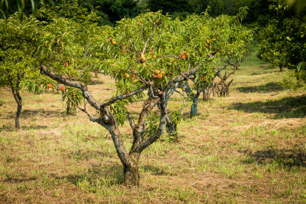 istock Sweet peach fruits growing on a peach tree branch 898776832