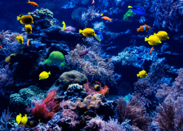 istock tropical Fish on a coral reef. Underwater coral fish 898776846