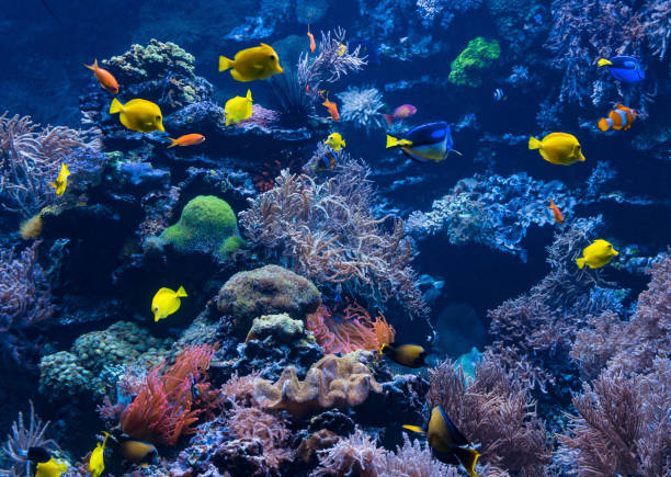 istock tropical Fish on a coral reef. Underwater coral fish 898776850