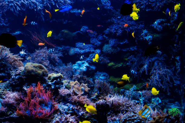 istock underwater background. Underwater scene. Underwater world. Underwater life landscape 898776862