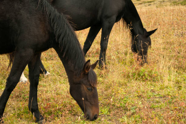 istock a foal grazing with her mother