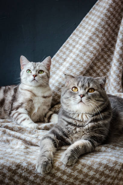 istock two cats family 898780338