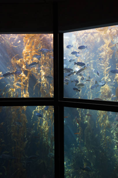 monterey bay aquarium