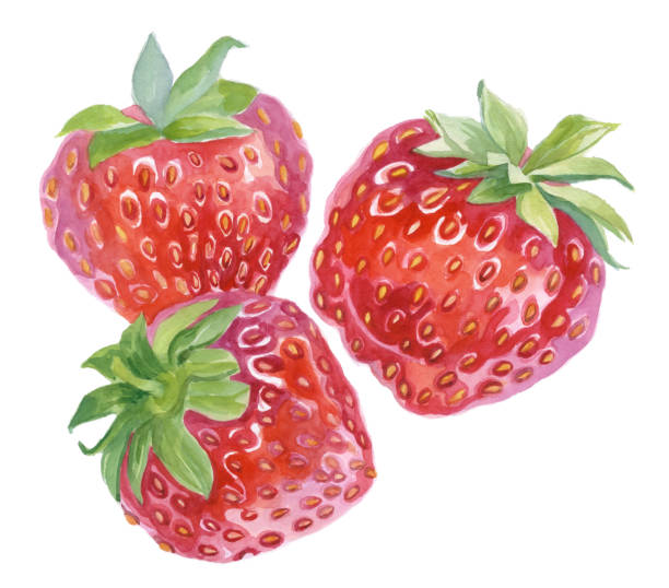 istock Strawberry watercolor botanical illustration. Composition of three berries. 898784226