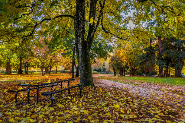 istock Fall foliage in local park 898784282