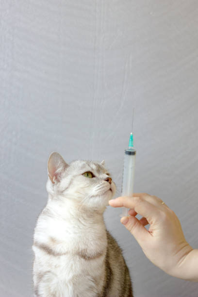 istock Cat and syringe in vet clinic. 898789472