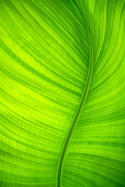 istock Elegant curved banana leaf. Background and texture. 898789766