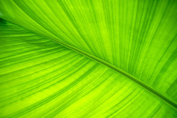 liść bananowca. tło i tekstura. - banana leaf plant tree fruit zdjęcia i obrazy z banku zdjęć