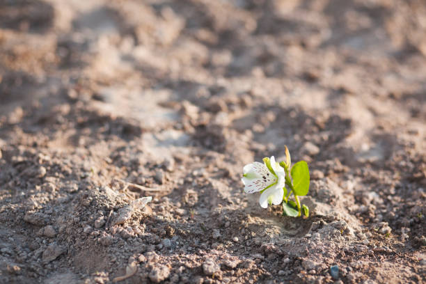 istock On single flower on show on the ground 898792458
