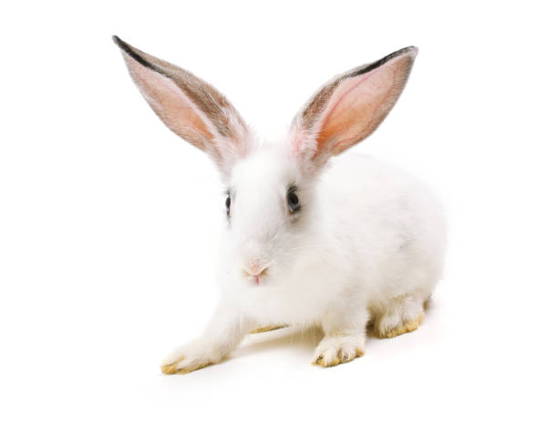 istock Happy New Year of rabbit 898794392