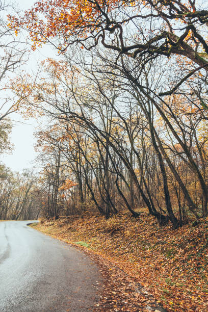 istock View of road in beautiful autumn forest 898801260