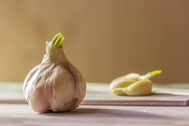 Sprouted head  garlic and lobules on  wooden gray table beige background