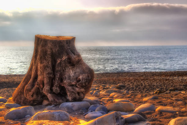 Stump stony beach  sea clouds  calm sunlight