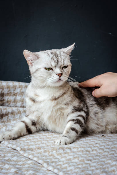 istock Pregnant cat plays with human hand. 898805186