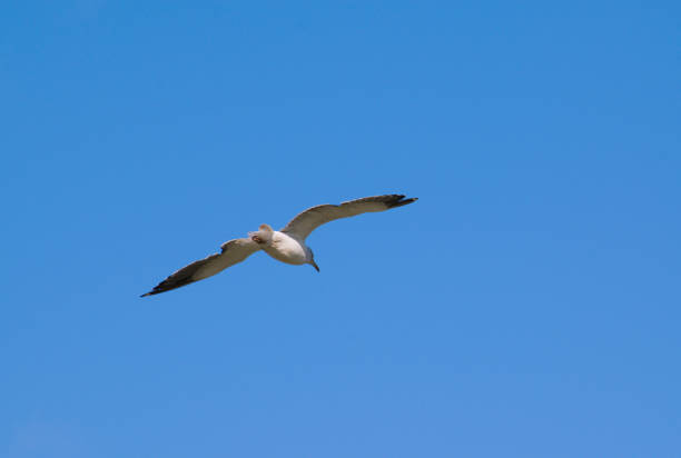 istock Seagulls against the blue sky 898805706
