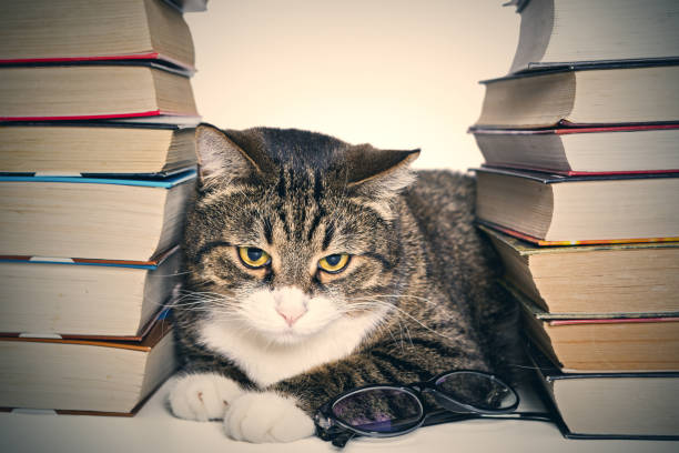 istock Big gray cat and books 898810188
