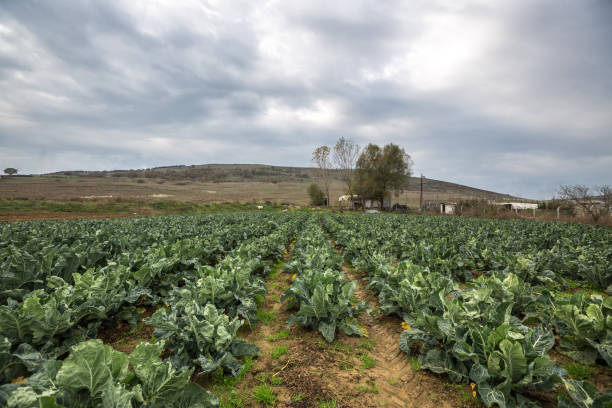istock Landscape view of a freshly growing cabbage field 898812538
