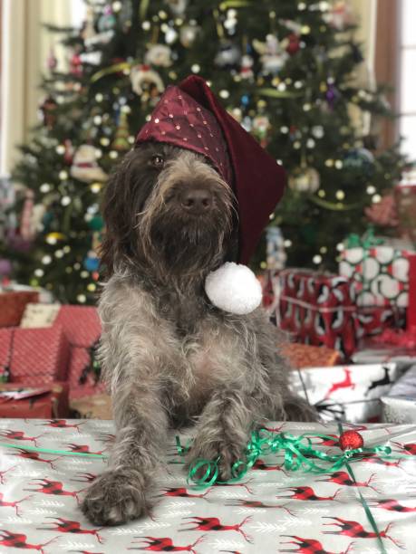 istock Christmas Morning dog with gift 898812628