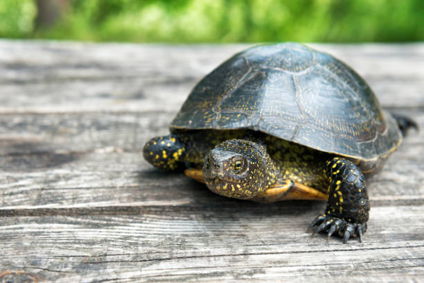 istock Big turtle on old wooden desk 898813132
