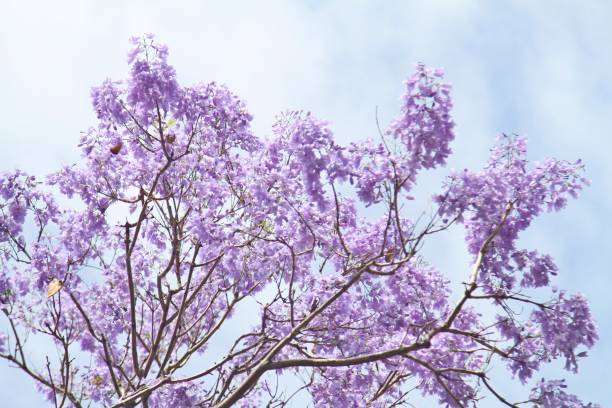 istock Jacaranda tree with purple flowers against blue sky 898813496