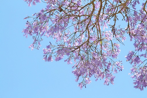 Jacaranda tree with purple flowers against blue sky
