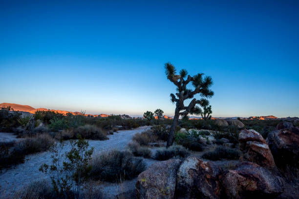 tramonto nel joshua tree national park - inversion layer foto e immagini stock