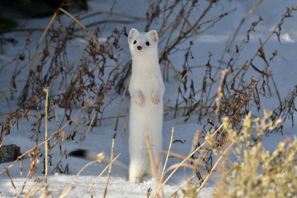 Ermine an short tailed Weasel comes out of his hiding place to check me out near Yellowstone National Park, Montana stoat mustela erminea stock pictures, royalty-free photos & images
