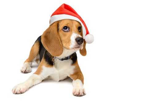 Dog in a santa hat on a white background. Marry christmas and Happy New year. Beagle puppy portrait