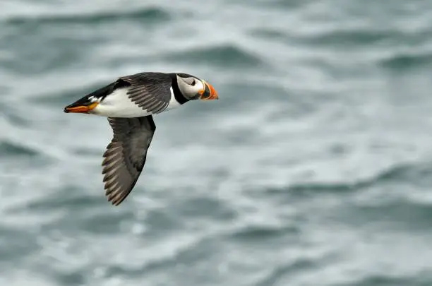 Photo of Atlantic Puffins