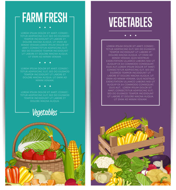 органические овощеводства листовки набор - corn stubble illustrations stock illustrations