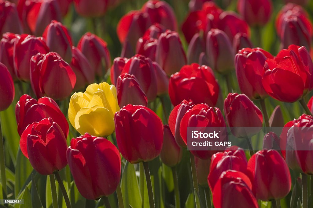 Singolo Tulipano giallo in un campo di tulipani colorati rosso - Foto stock royalty-free di Campo