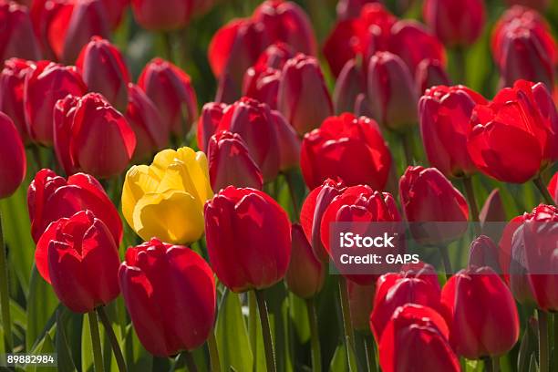 Singolo Tulipano Giallo In Un Campo Di Tulipani Colorati Rosso - Fotografie stock e altre immagini di Campo