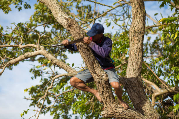istock Life style farmer thai.farmers are climbing trees. 898830992