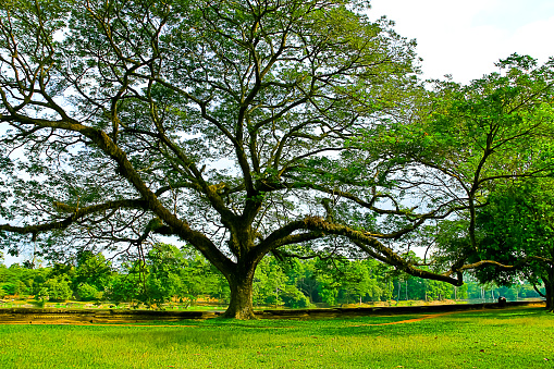 big green tree and grass field in the park