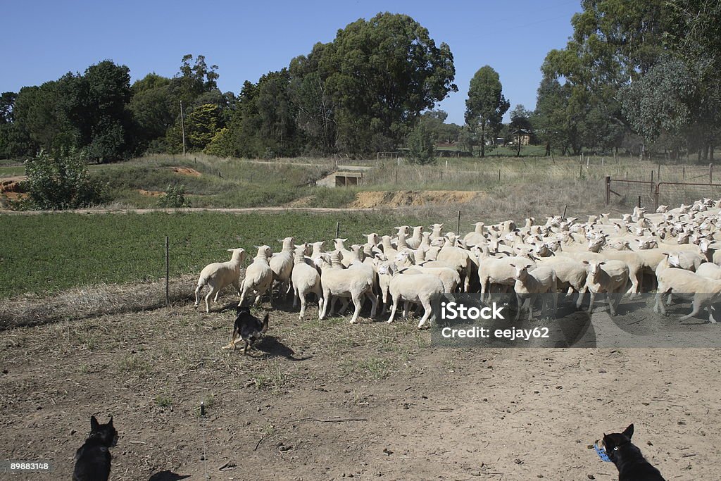 Rassembler les mouton - Photo de Australie libre de droits