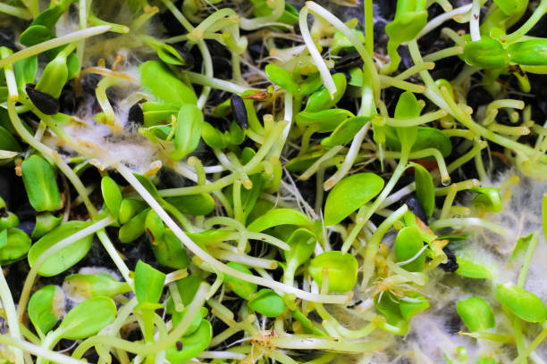 istock young sunflower seedlings in baskets growing up, selection focus 898831736