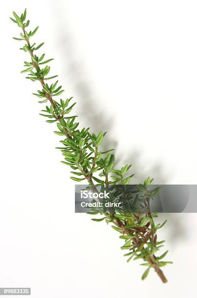 Foto de Tomilho e mais fotos de stock de Fundo Branco - Fundo Branco, Erva, Fitoterapia