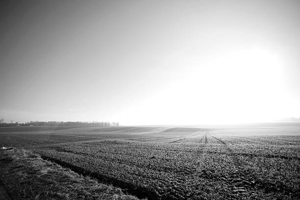 istock Famrland in bright sunshine (Black and white) 89883380