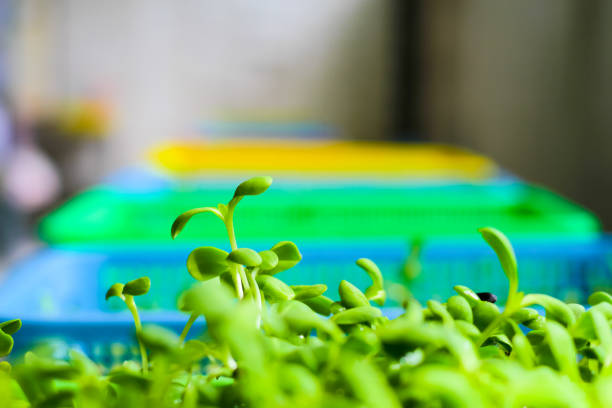 young sunflower seedlings in baskets growing up.