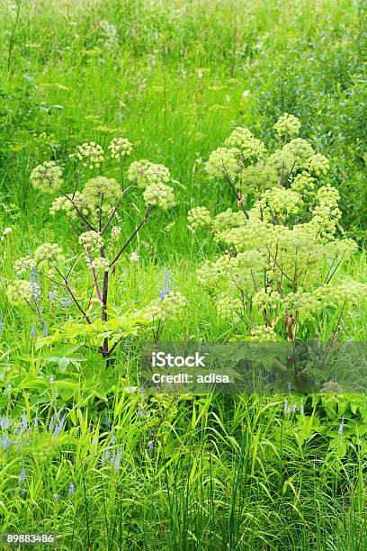 野生の花 - アンゼリカのストックフォトや画像を多数ご用意 - アンゼリカ, カヤツリグサ科, カラー画像