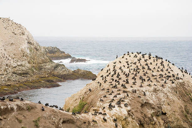 istock Brandt's Cormorants  Nesting on California Coast 89883667