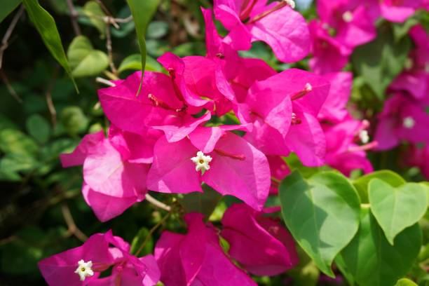 istock pink Bougainvillea flower 898838238