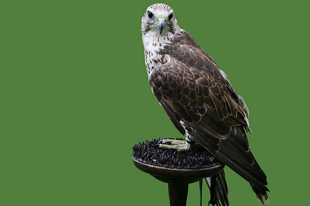 saker falcon  saker stock pictures, royalty-free photos & images