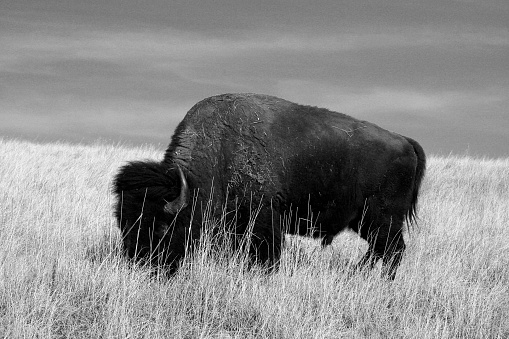 Lone Buffalo / Bison Bull grazing in Wind Cave National Park in the Black Hills of South Dakota United States