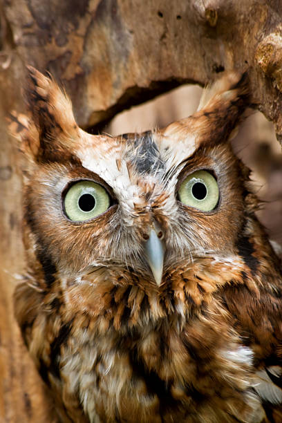 petit-duc maculé des indes - red owl screech owl animal photos et images de collection