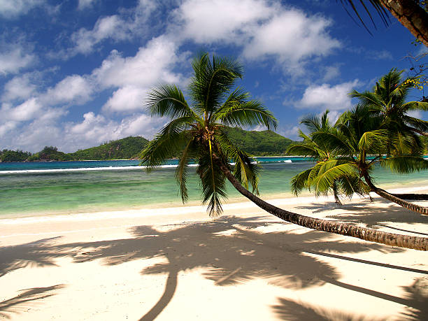 istock Low hanging Palm trees on a tropical beach 89884167