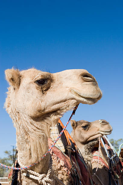 kamele profil-zwei - camel dromedary camel desert alice springs stock-fotos und bilder