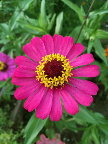 istock pink zinnia elegans flower 898844114