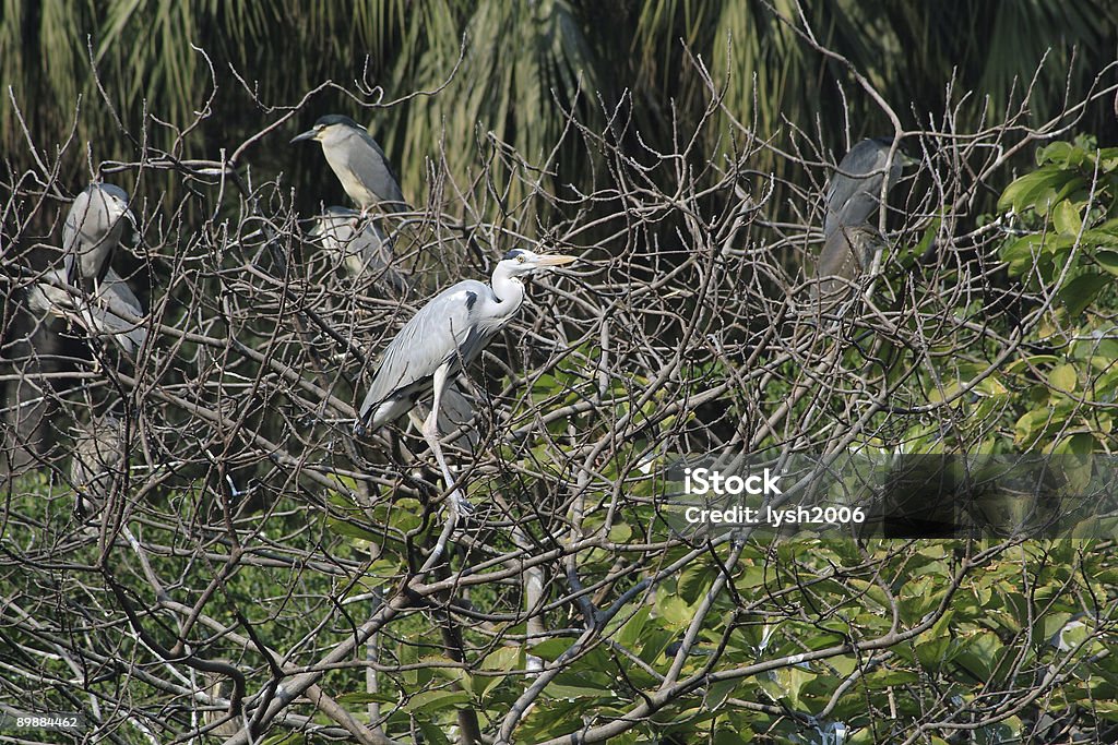 乾燥した木と鳥 - カラー画像のロイヤリティフリーストックフォト